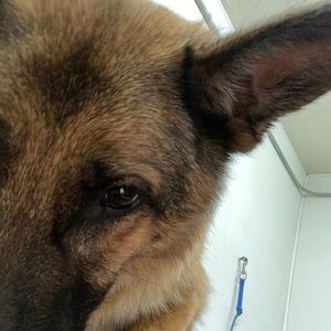 Meet your Posher, Maggie